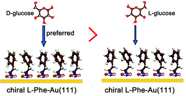 Graphical abstract: The effect of phenylalanine ligands on the chiral-selective oxidation of glucose on Au(111)