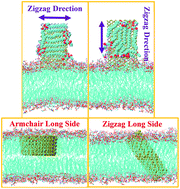 Graphical abstract: Directional extraction and penetration of phosphorene nanosheets to cell membranes