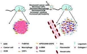 Graphical abstract: A new tandem peptide modified liposomal doxorubicin for tumor “ecological therapy”