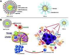 Graphical abstract: Remodeling the fibrotic tumor microenvironment of desmoplastic melanoma to facilitate vaccine immunotherapy
