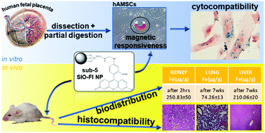 Graphical abstract: Biocompatibility assessment of sub-5 nm silica-coated superparamagnetic iron oxide nanoparticles in human stem cells and in mice for potential application in nanomedicine