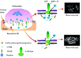 Graphical abstract: Carboxylated gold nanoparticles inhibit bone erosion by disturbing the acidification of an osteoclast absorption microenvironment