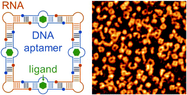 Graphical abstract: RNA–DNA hybrid nanoshapes that self-assemble dependent on ligand binding