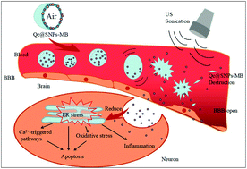 Graphical abstract: Microbubbles in combination with focused ultrasound for the delivery of quercetin-modified sulfur nanoparticles through the blood brain barrier into the brain parenchyma and relief of endoplasmic reticulum stress to treat Alzheimer's disease