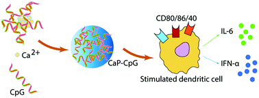 Graphical abstract: The CpG molecular structure controls the mineralization of calcium phosphate nanoparticles and their immunostimulation efficacy as vaccine adjuvants
