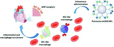 Graphical abstract: Dual-peptide functionalized acetalated dextran-based nanoparticles for sequential targeting of macrophages during myocardial infarction