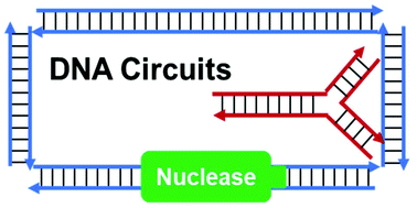 Graphical abstract: Engineering high-robustness DNA molecular circuits by utilizing nucleases