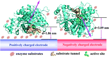 Graphical abstract: Simulated revelation of the adsorption behaviours of acetylcholinesterase on charged self-assembled monolayers