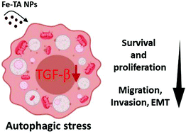 Graphical abstract: Autophagic stress; a new cellular response to nanoparticles. Could it be a new strategy for inhibition of liver cancer cell invasion and metastasis?