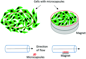 Graphical abstract: Magnetically responsive layer-by-layer microcapsules can be retained in cells and under flow conditions to promote local drug release without triggering ROS production