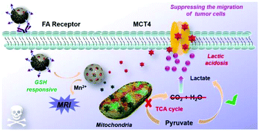 Graphical abstract: A MSN-based tumor-targeted nanoplatform to interfere with lactate metabolism to induce tumor cell acidosis for tumor suppression and anti-metastasis