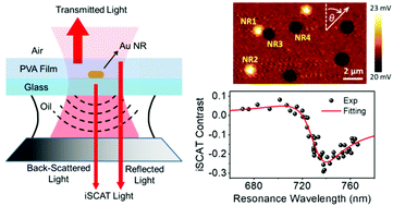 Graphical abstract: Resonant scattering enhanced interferometric scattering microscopy