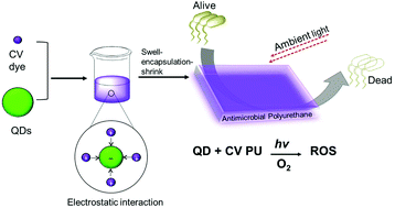 Graphical abstract: Synergistic interactions of cadmium-free quantum dots embedded in a photosensitised polymer surface: efficient killing of multidrug-resistant strains at low ambient light levels