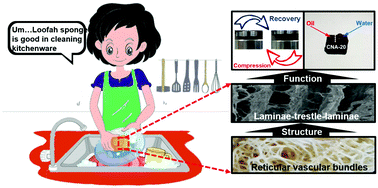 Graphical abstract: Biomimetic fabrication of highly ordered laminae–trestle–laminae structured copper aero-sponge