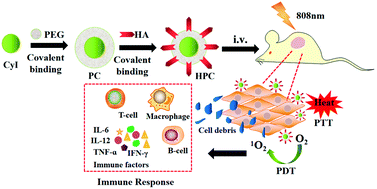 Graphical abstract: Targeted nanocarriers based on iodinated-cyanine dyes as immunomodulators for synergistic phototherapy