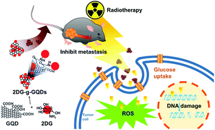 Graphical abstract: One-stop radiotherapeutic targeting of primary and distant osteosarcoma to inhibit cancer progression and metastasis using 2DG-grafted graphene quantum dots