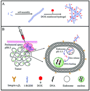 Graphical abstract: Doxorubicin-reinforced supramolecular hydrogels of RGD-derived peptide conjugates for pH-responsive drug delivery