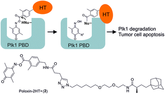 Graphical abstract: Poloxin-2HT+: changing the hydrophobic tag of Poloxin-2HT increases Plk1 degradation and apoptosis induction in tumor cells