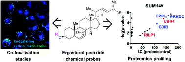 Graphical abstract: Development of ergosterol peroxide probes for cellular localisation studies