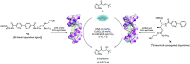 Graphical abstract: Modular DNA-based hybrid catalysts as a toolbox for enantioselective hydration of α,β-unsaturated ketones