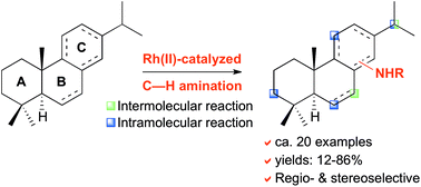 Graphical abstract: Late-stage C–H amination of abietane diterpenoids