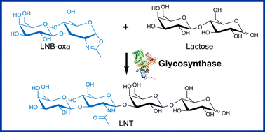 Graphical abstract: Lacto-N-tetraose synthesis by wild-type and glycosynthase variants of the β-N-hexosaminidase from Bifidobacterium bifidum