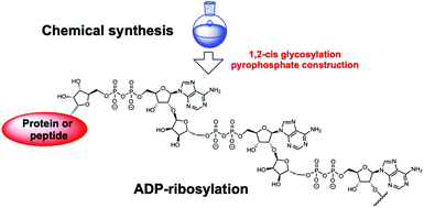Graphical abstract: Chemical ADP-ribosylation: mono-ADPr-peptides and oligo-ADP-ribose