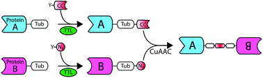 Graphical abstract: TuPPL: Tub-tag mediated C-terminal protein–protein-ligation using complementary click-chemistry handles