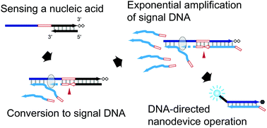 Graphical abstract: Leak-free million-fold DNA amplification with locked nucleic acid and targeted hybridization in one pot