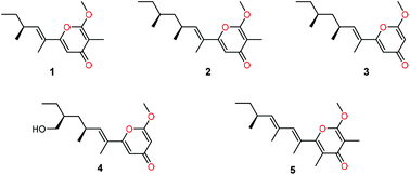 Graphical abstract: Fusaresters A–E, new γ-pyrone-containing polyketides from fungus Fusarium sp. Hungcl and structure revision of fusariumin D
