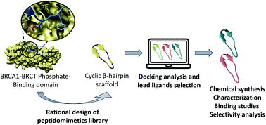 Graphical abstract: β-Hairpins as peptidomimetics of human phosphoprotein-binding domains