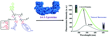 Graphical abstract: Arginine mimetic appended peptide-based probes for fluorescence turn-on detection of 14-3-3 proteins