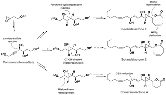 Graphical abstract: Synthesis of solandelactone F, constanolactone A and an advanced intermediate towards solandelactone E from a common synthetic intermediate