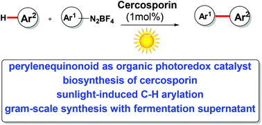 Graphical abstract: Perylenequinonoid-catalyzed photoredox activation for the direct arylation of (het)arenes with sunlight