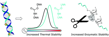Graphical abstract: Synthesis and biophysical properties of carbamate-locked nucleic acid (LNA) oligonucleotides with potential antisense applications
