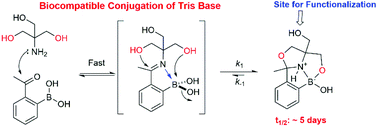 Graphical abstract: Biocompatible conjugation of Tris base to 2-acetyl and 2-formyl phenylboronic acid