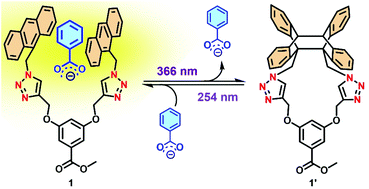 Graphical abstract: A phototunable anion receptor for C–H⋯X interactions with benzoate anions