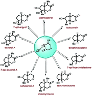 Graphical abstract: Total syntheses of several iridolactones and the putative structure of noriridoid scholarein A: an intramolecular Pauson–Khand reaction based one-stop synthetic solution