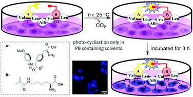 Graphical abstract: Synthesis and evaluation of photo-activatable β-diarylsydnone-l-alanines for fluorogenic photo-click cyclization of peptides