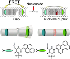 Graphical abstract: Selective binding of nucleosides to gapped DNA duplex revealed by orientation and distance dependence of FRET