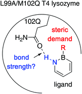 Graphical abstract: Exploring the strength of a hydrogen bond as a function of steric environment using 1,2-azaborine ligands and engineered T4 lysozyme receptors