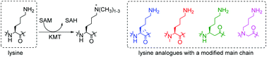 Graphical abstract: Importance of the main chain of lysine for histone lysine methyltransferase catalysis