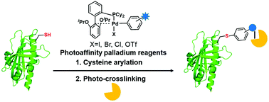 Graphical abstract: Photoaffinity palladium reagents for capture of protein–protein interactions