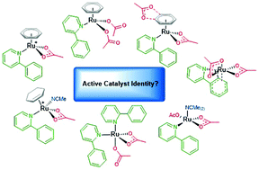 Graphical abstract: A computational study on the identity of the active catalyst structure for Ru(ii) carboxylate assisted C–H activation in acetonitrile
