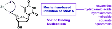 Graphical abstract: A hydroxamic-acid-containing nucleoside inhibits DNA repair nuclease SNM1A