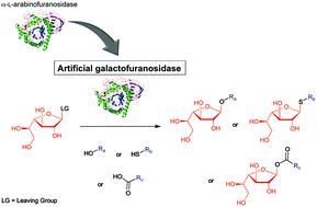Graphical abstract: Improvement of the versatility of an arabinofuranosidase against galactofuranose for the synthesis of galactofuranoconjugates