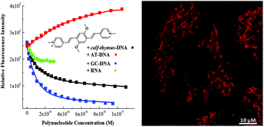 Graphical abstract: Fine structural tuning of styryl-based dyes for fluorescence and CD-based sensing of various ds-DNA/RNA sequences