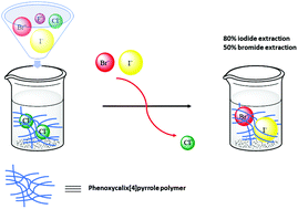 Graphical abstract: Solid–liquid extraction of iodide and bromide from aqueous media by a new water-insoluble phenoxycalix[4]pyrrole-epichlorohydrin polymer