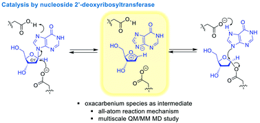 Graphical abstract: Reaction mechanism of nucleoside 2′-deoxyribosyltransferases: free-energy landscape supports an oxocarbenium ion as the reaction intermediate