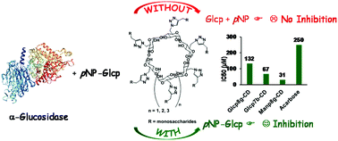 Graphical abstract: The uncommon strong inhibition of α-glucosidase by multivalent glycoclusters based on cyclodextrin scaffolds
